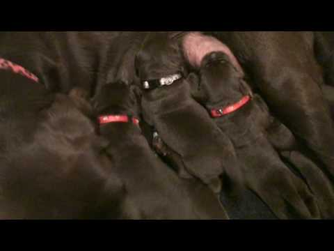 yellow lab puppies for sale. Day 08 - Awesome Lab Puppies!