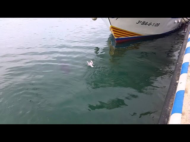 Giant Tuna Swallows Seagull Then Spit It Out - Video