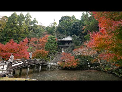 京都 知恩院 紅葉(4K) カエデ・エリシア京都 caede|L’ELISIR KYOTO[Chionin, Kyoto Red Leaves]