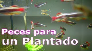 los peces para un acuario plantado