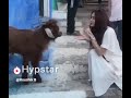 Goat and girl same sounds