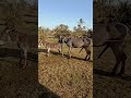 donkey  meeting #donkey #donkey meeting video