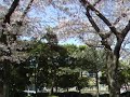 桜吹雪　辰巳の森緑道公園