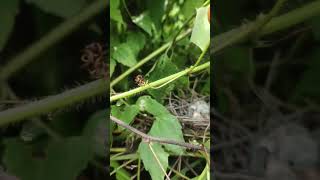 Anakan Burung Punai Di Alam Liar...
