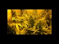 400w Hps, 250w CFL. Alaskan Ice Big Bang Cross, indoor weed sea of green Part 9 HARVEST