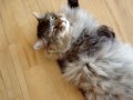 Maine coon being a Maine coon