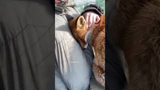 Adorable Fox Kiki