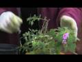 Gardening Tips & Flowers : How to Propagate Houseplants From Stem Cuttings