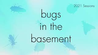 Bugs In The Basement - Phanacis Taraxaci aka The Dandelion Gall Wasp