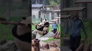 Panda Core So Cute