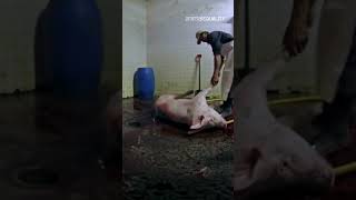 Meet Your Bacon Animal Equality Exposes Pig Slaughter