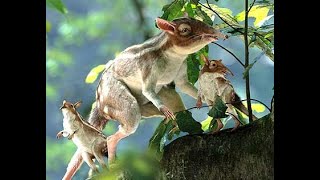 Prehistoric Profiles Leptictidium