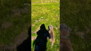 Dog Play