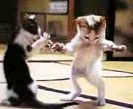 Funny Cat Videos Dancing And Singing Funny Cat Videos Dancing And Singing
