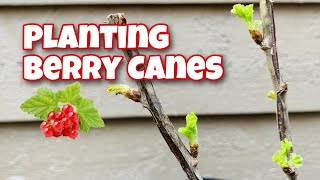 Planting Raspberry, Currant And Gooseberry Canes