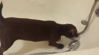 Patterdale Terrier Playing In Bath