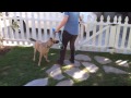 The Good Dog Minute 3/14/13:Vallejo! Transforming severe leash aggression in one session.