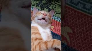 Cat Slip