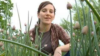 Growing Chives by Burpee Growing Chives by Burpee