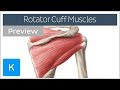 Rotator cuff muscles overview (preview) - Human Anatomy | Kenhub
