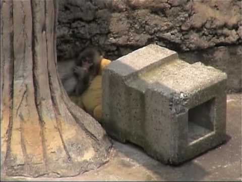 指しゃぶりするオトメちゃん（市川市動植物園）Japanese Macaque Monkeys