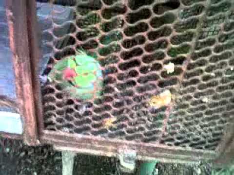 Parrot pappi de pappi