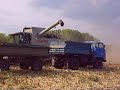 Kukorica betakarítás Sióagárd CLAAS Lexion 550 2/2