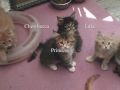 Cats and Kittens - Coonawarra Maine Coons