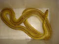 Some New Retics