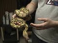 Some New Retics