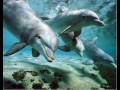 Whales and Dolphins a dream Whales and Dolphins a dream
