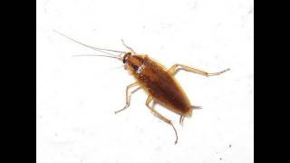 Dick Morris Compares Republican Candidates to a Bunch of Cockroaches