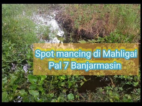 Mancing di Spot Jln Mahligai Pal7  Banjarmasin