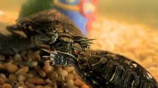 Red Eared Slider Turtles Mating Dance.