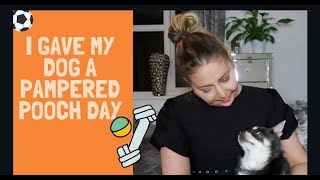 I GAVE MY DOG A PAMPERED POOCH DAY - Tanya Louise