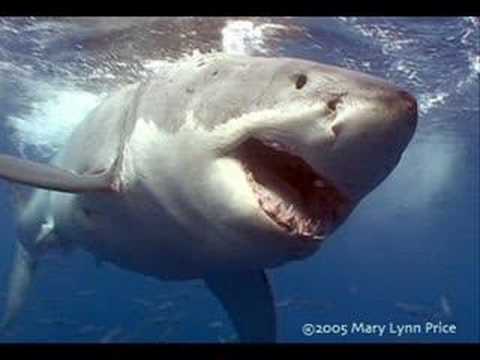 How to Survive a Shark Attack, According to Science - YouTube