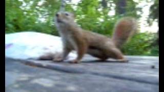 Nervous Squirrel checking me out. Nervous Squirrel checking me out.