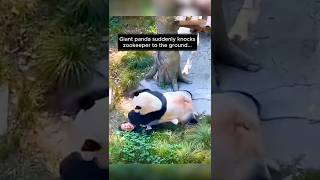 Giant Panda Knocks Her To Ground