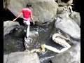 Anaconda Barru images Anaconda Barru