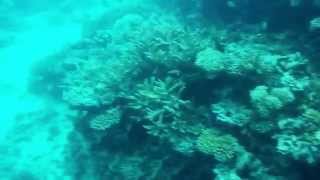 scuba diving rangali island Maldives