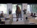 Hump Day Camel Uh-Oh! Guess What Day it is? Hump Day Camel Hump Day Camel Uh-Oh! Guess What Day it is? Hump Day Camel