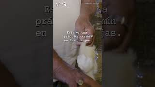 Pollito Macho Decapitado En La Industria Del Huevo
