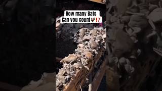 How Many Bats Can You Count
