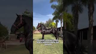 Le Frison