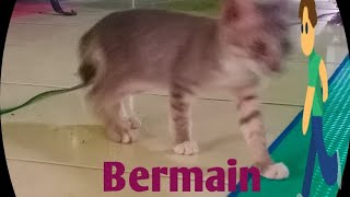Bermmain Dg Si Ucing