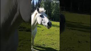 Horses Are Best
