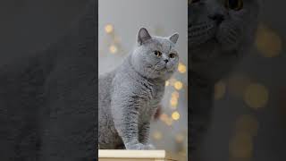 Kucing - Cat - 猫 - 35