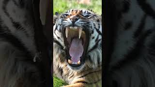 Do Tigers Really Hunt Bears?