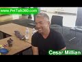 Dog Whisperer Talks About What Pitbulls Are Really Like images Dog Whisperer Talks About What Pitbulls Are Really Like