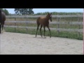 AJ ~ 2012 colt by Hot N Blazing x Tina Dee tb (17.2H) 4 months old